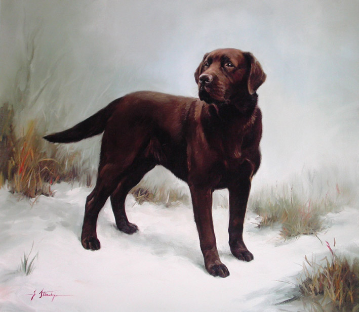 Stanhope%20-%20Chocolate%20Labrador%20L.jpg